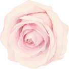 flower 3