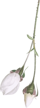flower 3