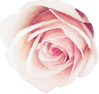 flower 3